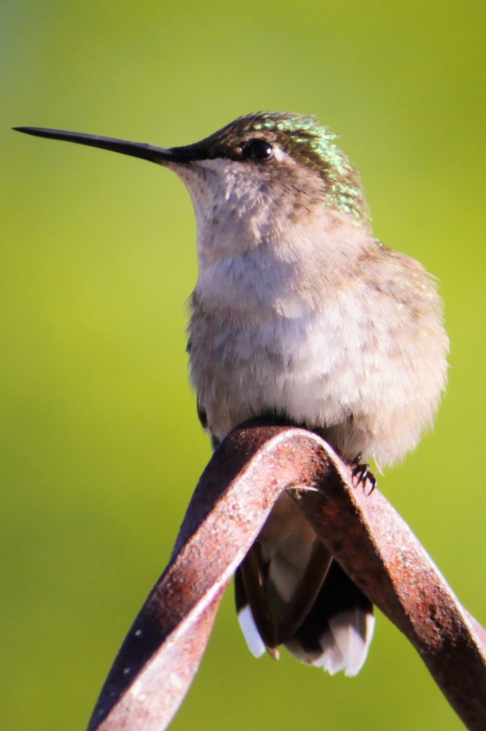 Hummingbird