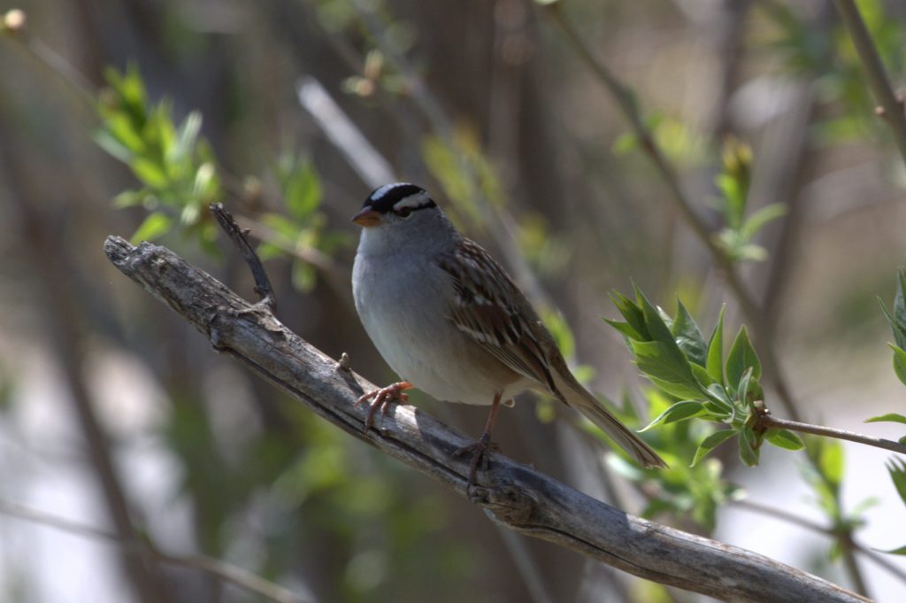 White crowned sparrow
