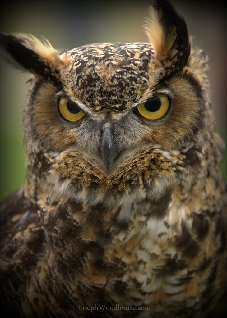 Great Horned Owl