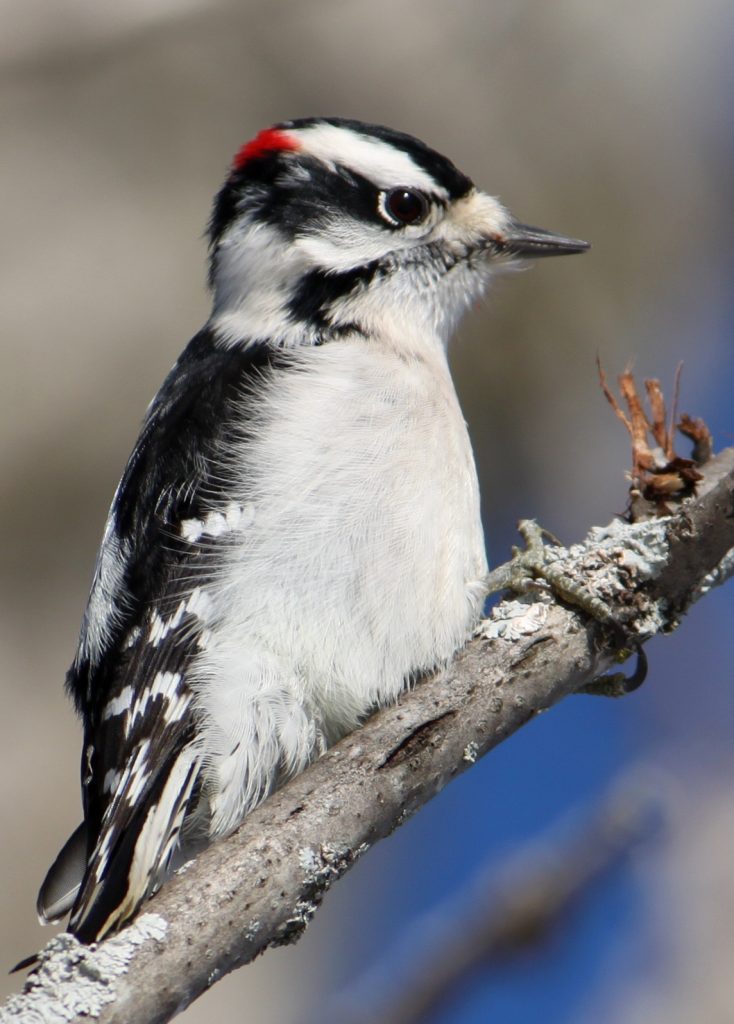Downy woodpecker