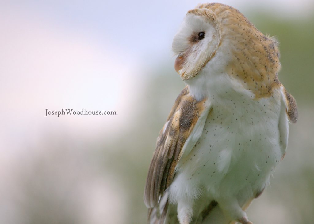 Endangered barn owl