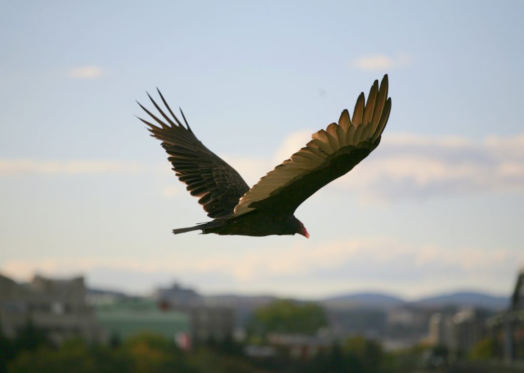 Turkey vulture