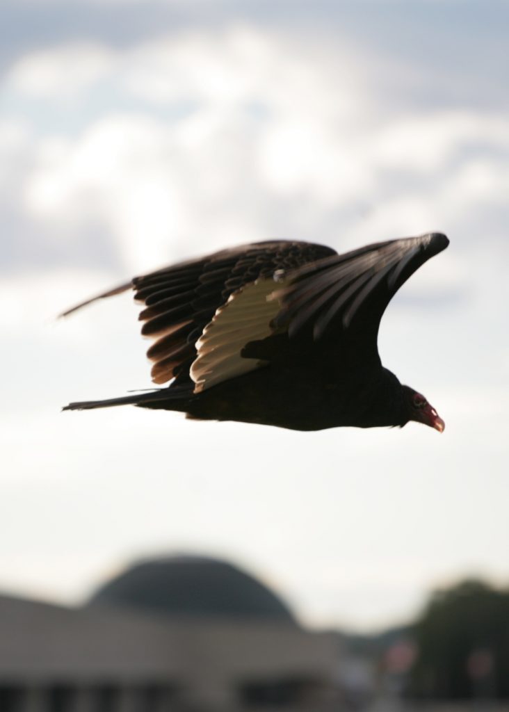 Turkey vulture