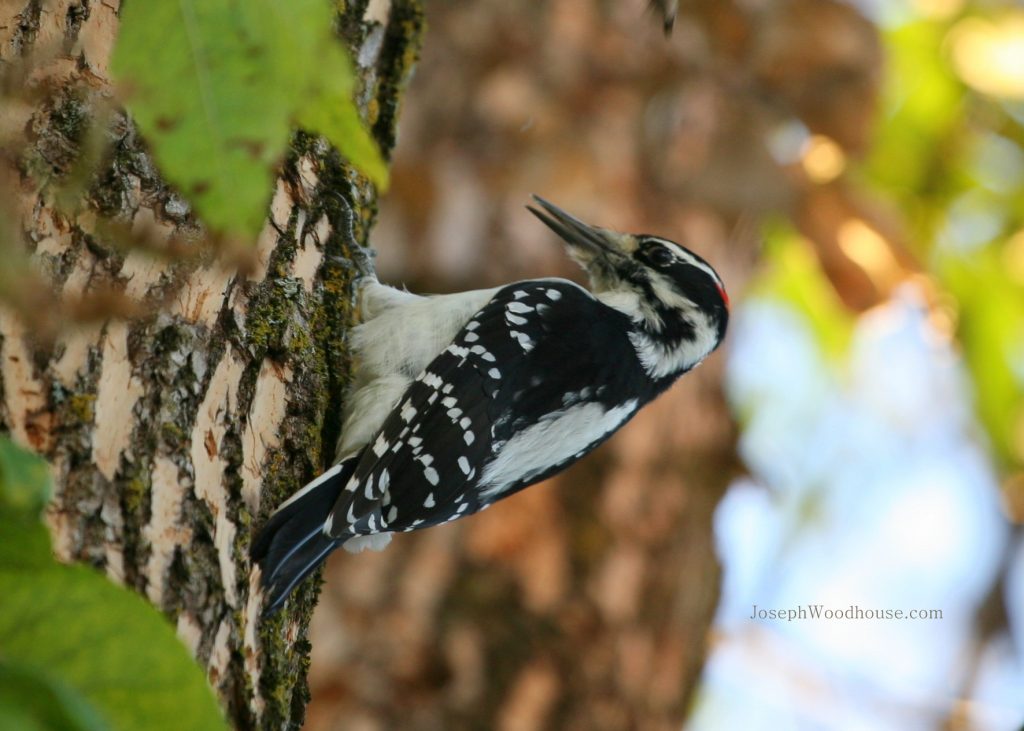 Downy woodpecker