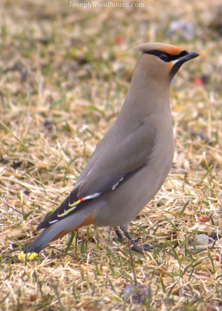 Waxwing