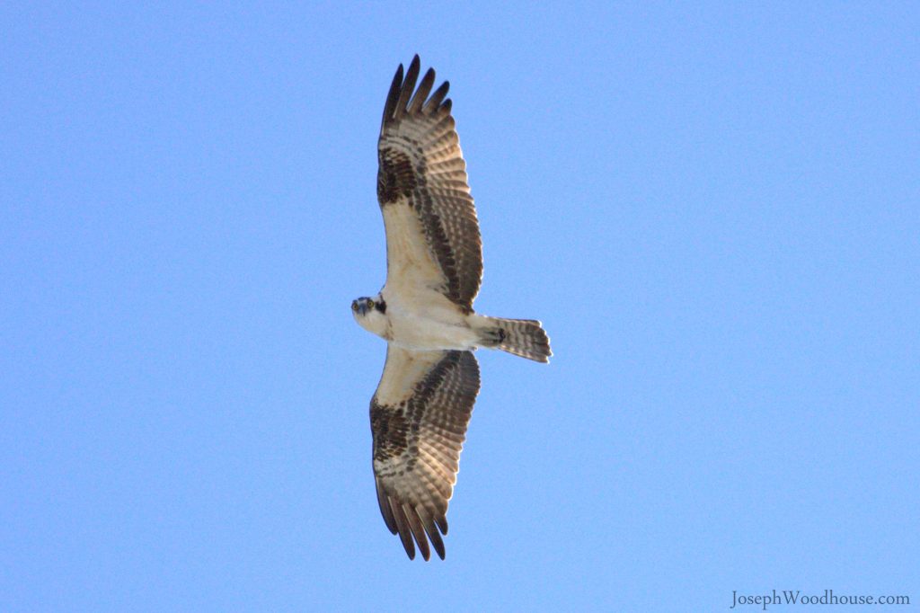 Osprey