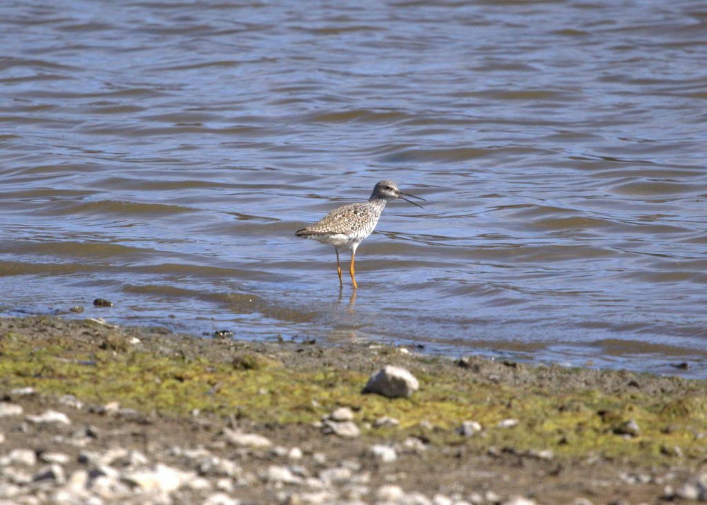 Lesser yellowlegs