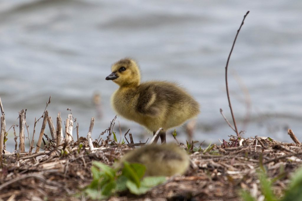 Goslings 