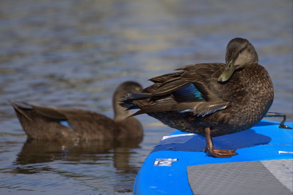American  black duck