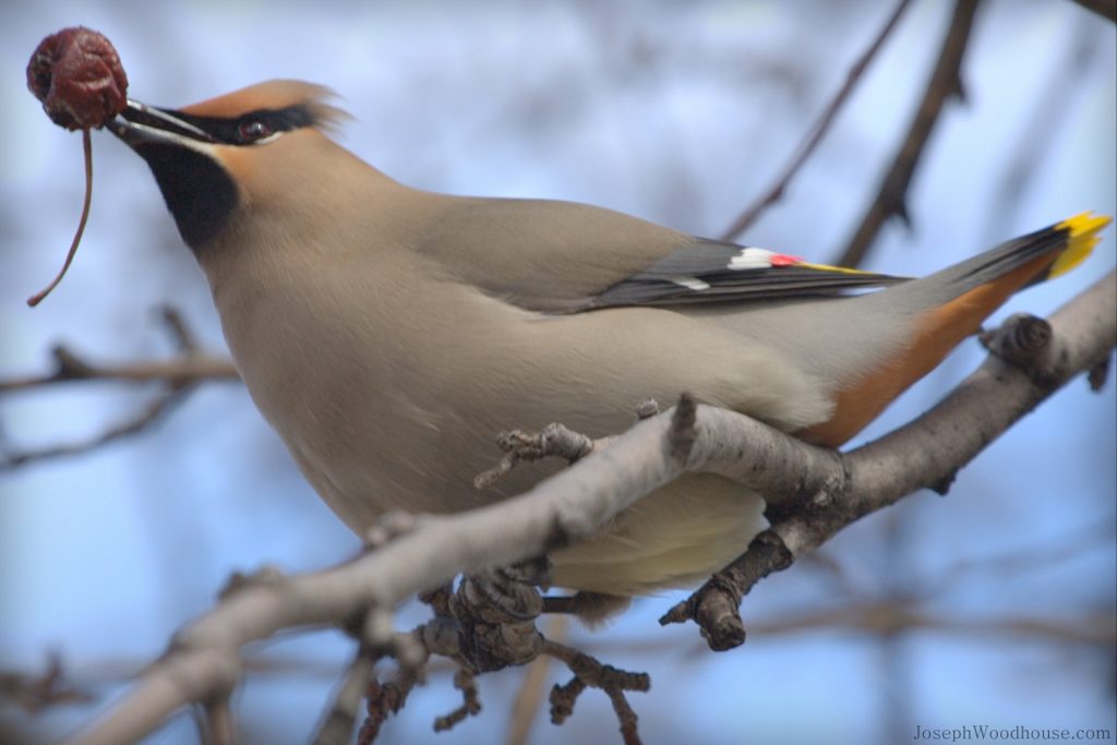 Waxwing
