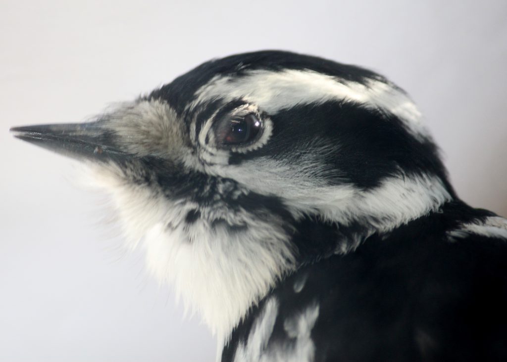 Downy woodpecker