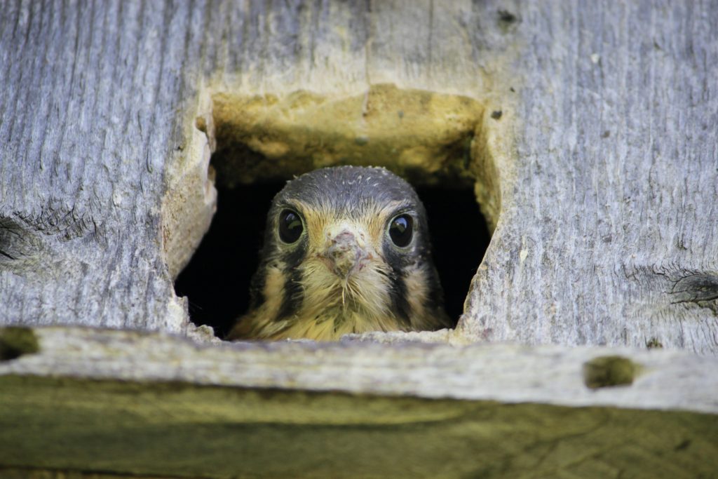 Nesting kestrel