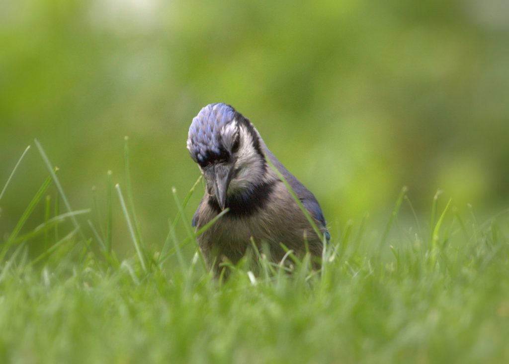 Blue jay