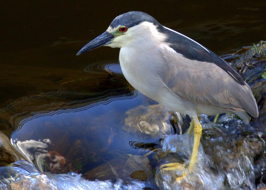 Black capped night heron