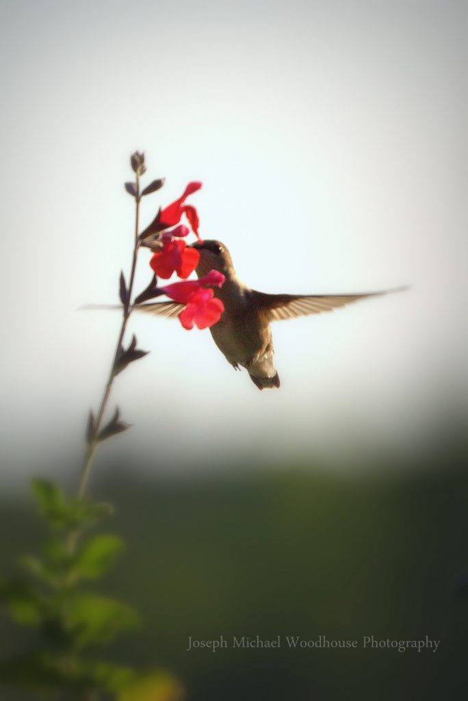 Ruby throated hummingbird